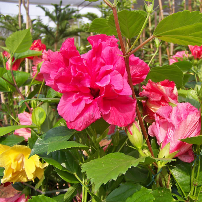 hibisco dobrado - Bela Vista Plantas Ornamentais